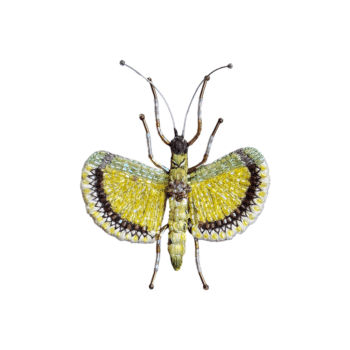 Trovelore, broche Necrosciinae