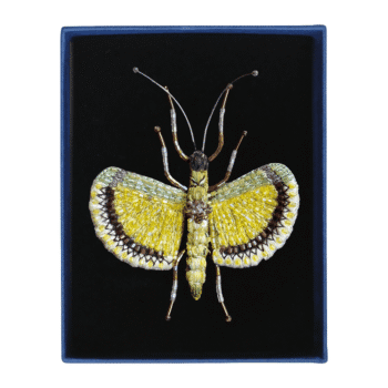 Trovelore, broche Necrosciinae